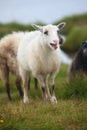 Young sheep, lamb bleating in the flock Royalty Free Stock Photo