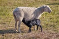 A young sheep lamb suckles with its mother Royalty Free Stock Photo