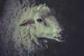 A young sheep , lamb Royalty Free Stock Photo