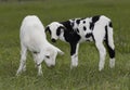 Young sheep lambs discovering green grass