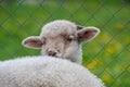 Young sheep looking over hes brother