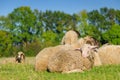 Young sheep lying with flock Royalty Free Stock Photo