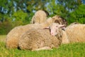 Young sheep lying in flock Royalty Free Stock Photo