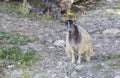 Young sheep lying and looking at the camera Royalty Free Stock Photo