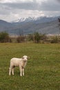 Young sheep on a mountains background Royalty Free Stock Photo