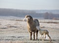 Sheep and newborn lamb on meadow