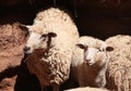 Young Sheep in a paddock Royalty Free Stock Photo