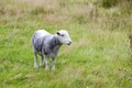 Young sheep on pastured land