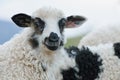 Young sheep Royalty Free Stock Photo