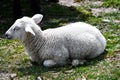 Young sheep sits on the floor with closed eyes