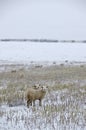 Young sheep in snow covered field.