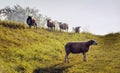 Young sheep stands apart from the group Royalty Free Stock Photo