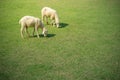 Young sheeps eating grass. Royalty Free Stock Photo