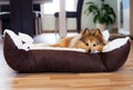 Young sheltie lies in a basket Royalty Free Stock Photo