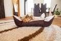 Young sheltie lies in a basket and sleeps Royalty Free Stock Photo