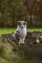 Young sheltie puppy sitting in flower, agricuture land bed