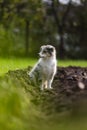 Young sheltie puppy sitting in flower, agricuture land bed