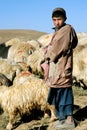 A young shepherd boy with his flock near Chaghcharan, Ghor Province, Central Afghanistan