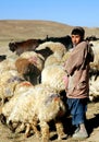 A young shepherd boy with his flock near Chaghcharan, Ghor Province, Central Afghanistan