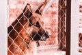 Young shepherd dog looking above chain link in its kennel. Close up portrait of sheepdog Royalty Free Stock Photo