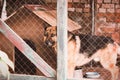 Young shepherd dog looking above chain link in its wooden kennel. Loyalty and friendship concept Royalty Free Stock Photo