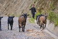 Young shepherd with goats