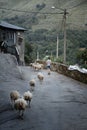 young shepherd leading his flock through the streets