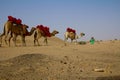 Young shepherd walks with his group of camels in Dubai, UAE