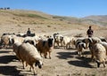 Young shepherds tending their flock near Chaghcharan, Ghor Province, Central Afghanistan