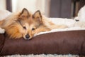 Young shetland sheepdog lies in a basket Royalty Free Stock Photo