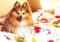 Young shetland sheepdog lies bed Royalty Free Stock Photo