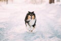 Shetland Sheepdog, Sheltie, Collie Fast Running Outdoor In Snowy Park. Playful Pet In Winter Forest Royalty Free Stock Photo