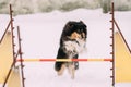 Young Shetland Sheepdog, Sheltie, Collie Playing And Jumping Outdoor Royalty Free Stock Photo