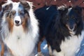 Two Sheepdogs