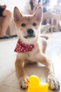 Young shiba dog