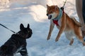 The young Shiba Inu bared his teeth and charged at the other dog