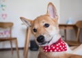 Young Shiba Inu dog Royalty Free Stock Photo