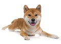 Young shiba inu