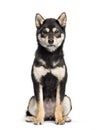 Young Shiba Inu sitting against white background