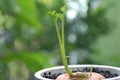 Young shoot of carrot plant
