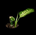 Young shoot of dieffenbachia on a black background