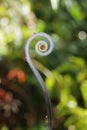 Young shoot of fern close up in Big island,