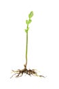 Young shoot of a fern plant