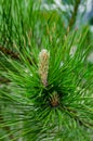 Young shoot flower on a branch of green lush pine. Spring renewal of trees, the formation of new cones on the pine Royalty Free Stock Photo