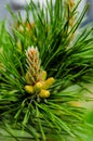 Young shoot flower on a branch of green lush pine. Spring renewal of trees, the formation of new cones on the pine Royalty Free Stock Photo