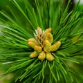 Young shoot flower on a branch of green lush pine. Spring renewal of trees, the formation of new cones on the pine Royalty Free Stock Photo