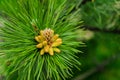 Young shoot flower on a branch of green lush pine. Spring renewal of trees, the formation of new cones on the pine Royalty Free Stock Photo