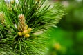 Young shoot flower on a branch of green lush pine. Spring renewal of trees, the formation of new cones on the pine Royalty Free Stock Photo