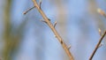 Young Shoot. Young Green Leaf On Tree Branch In Spring. Spring Sunny Day In A City Park. Close Up. Royalty Free Stock Photo