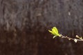 young shoot with green leaves on an old rusty background. Spring or rebirth concept.